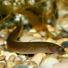 Pangio kuhli   Zwarte kuhli L